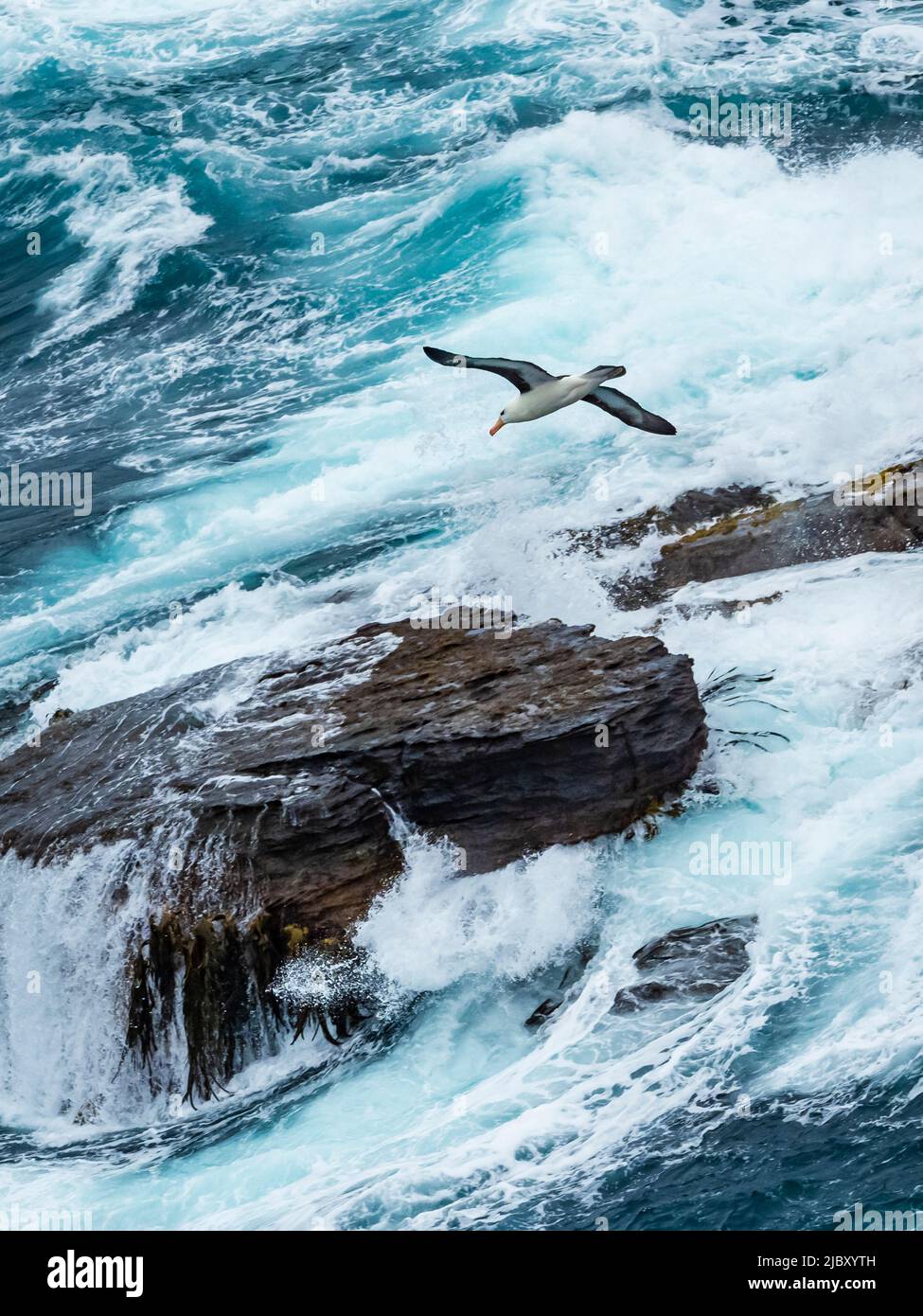 Albatros brun noir (Thalassarche melanophris) en vol sur les vagues de la Nouvelle-île, îles Falkland Banque D'Images
