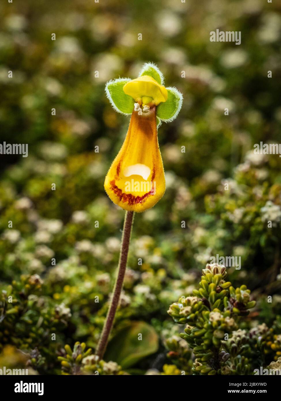 Falklands Lady's Slipper (Calceolaria fothergillii) sur l'île de Pebble, îles Falkland Banque D'Images