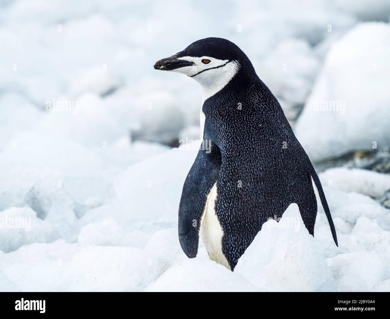 Pingouin de collier (Pygoscelis antarcticus) dans la glace sur l'île de Coronation, îles Orcades du Sud, Antarctique Banque D'Images