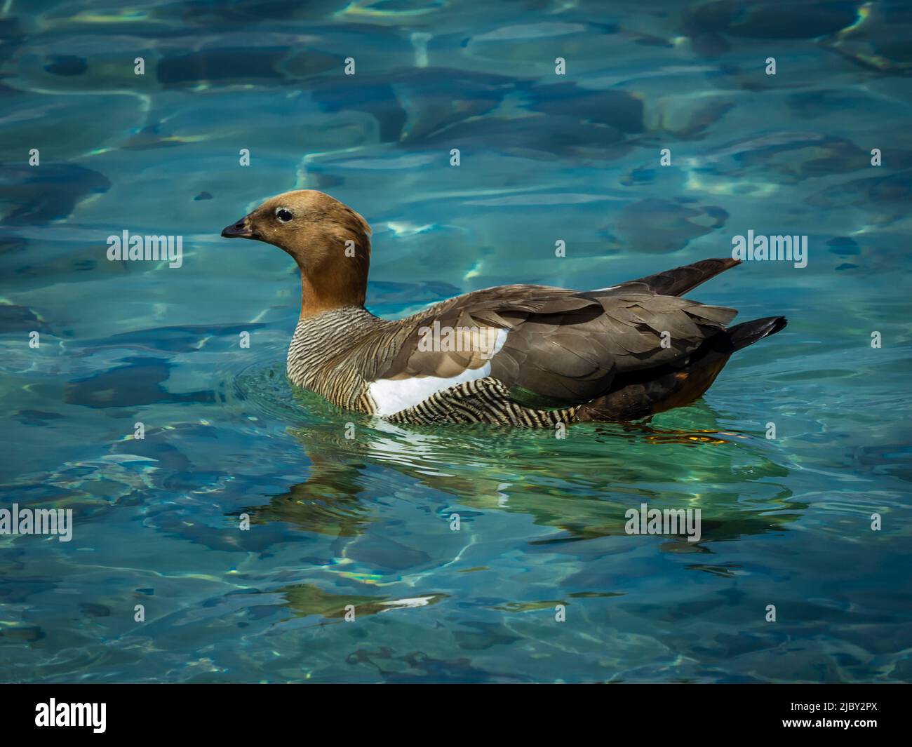 La bernache à tête de Ruddy (Chloephaga rubidiceps) nageant sur l'île de carcasse, dans les îles Falkland Banque D'Images