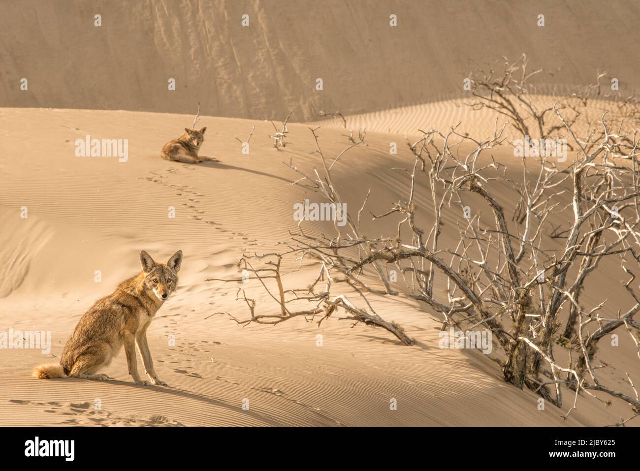 Deux coyotes sur les dunes de Isla Magdalena, Baja California sur Banque D'Images