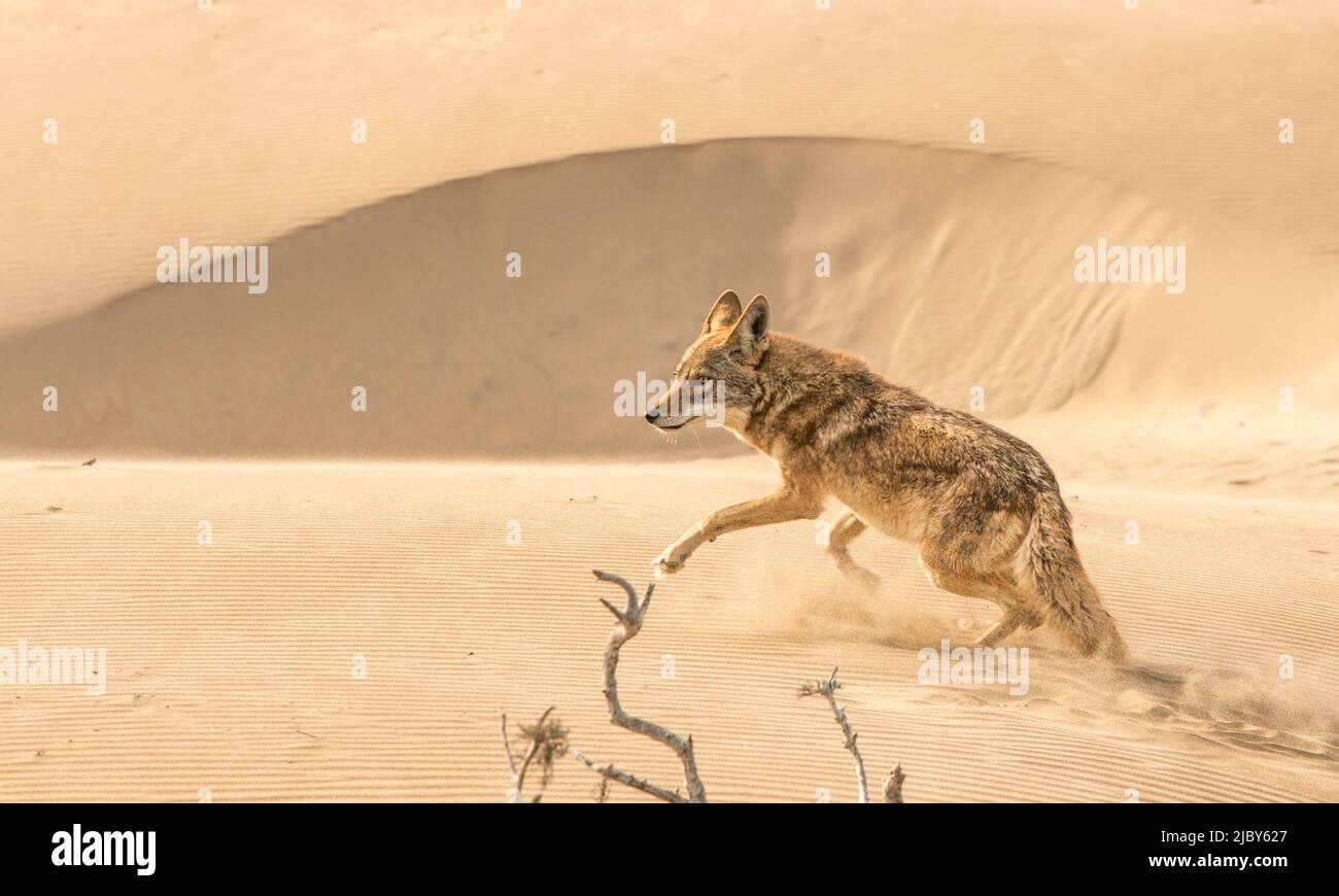 Un coyote s'étend sur des dunes de sable sur l'île de Magdalena, Baja California sur Banque D'Images