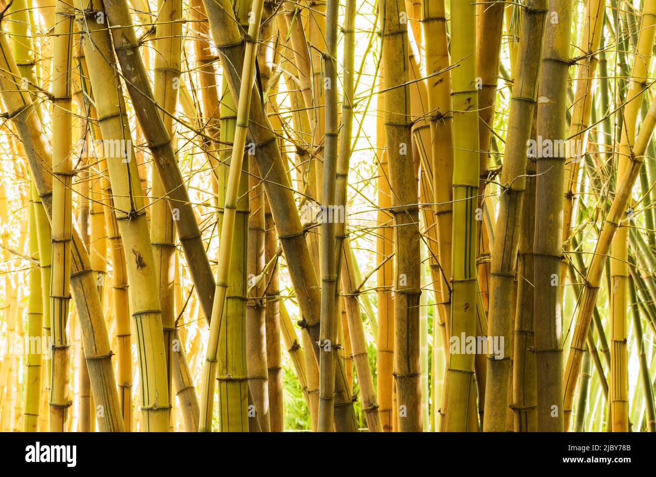 Gros plan sur des cannes en bambou géantes matures Banque D'Images