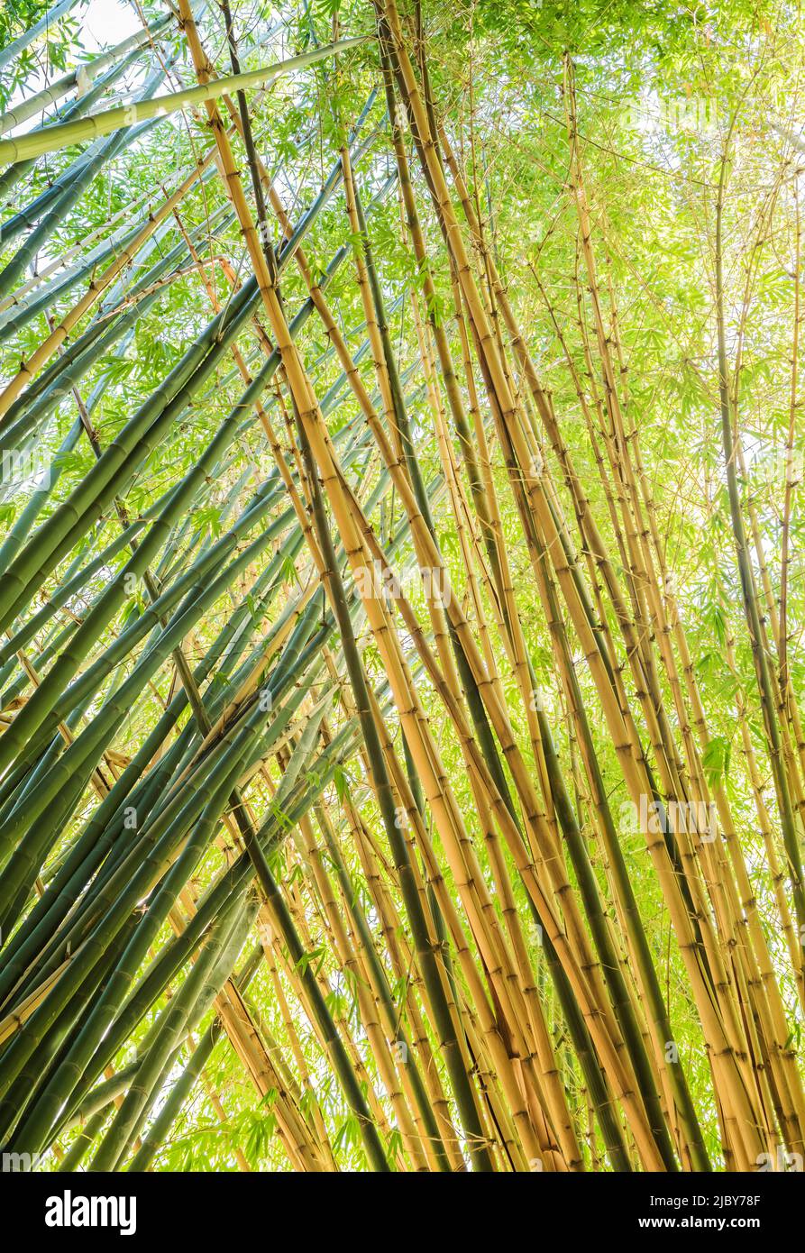 En regardant vers le haut les grandes cannes en bambou qui se croisent en haut Banque D'Images