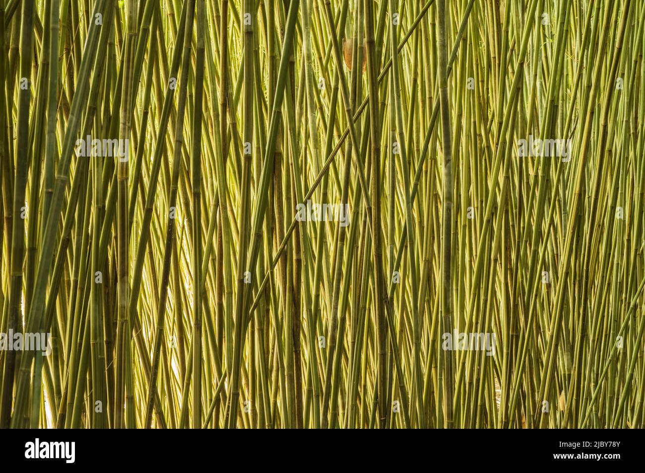 Mur de cannes en bambou géantes matures Banque D'Images