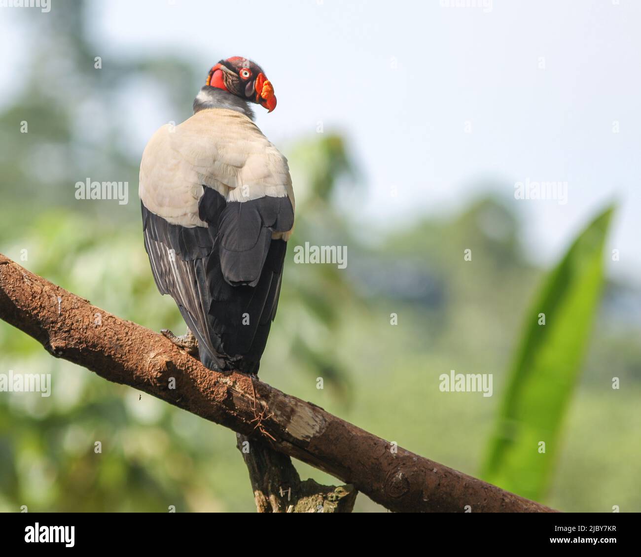 Le roi des vautours dans les forêts tropicales du Costa Rica, Sarcoramphus papa. Banque D'Images