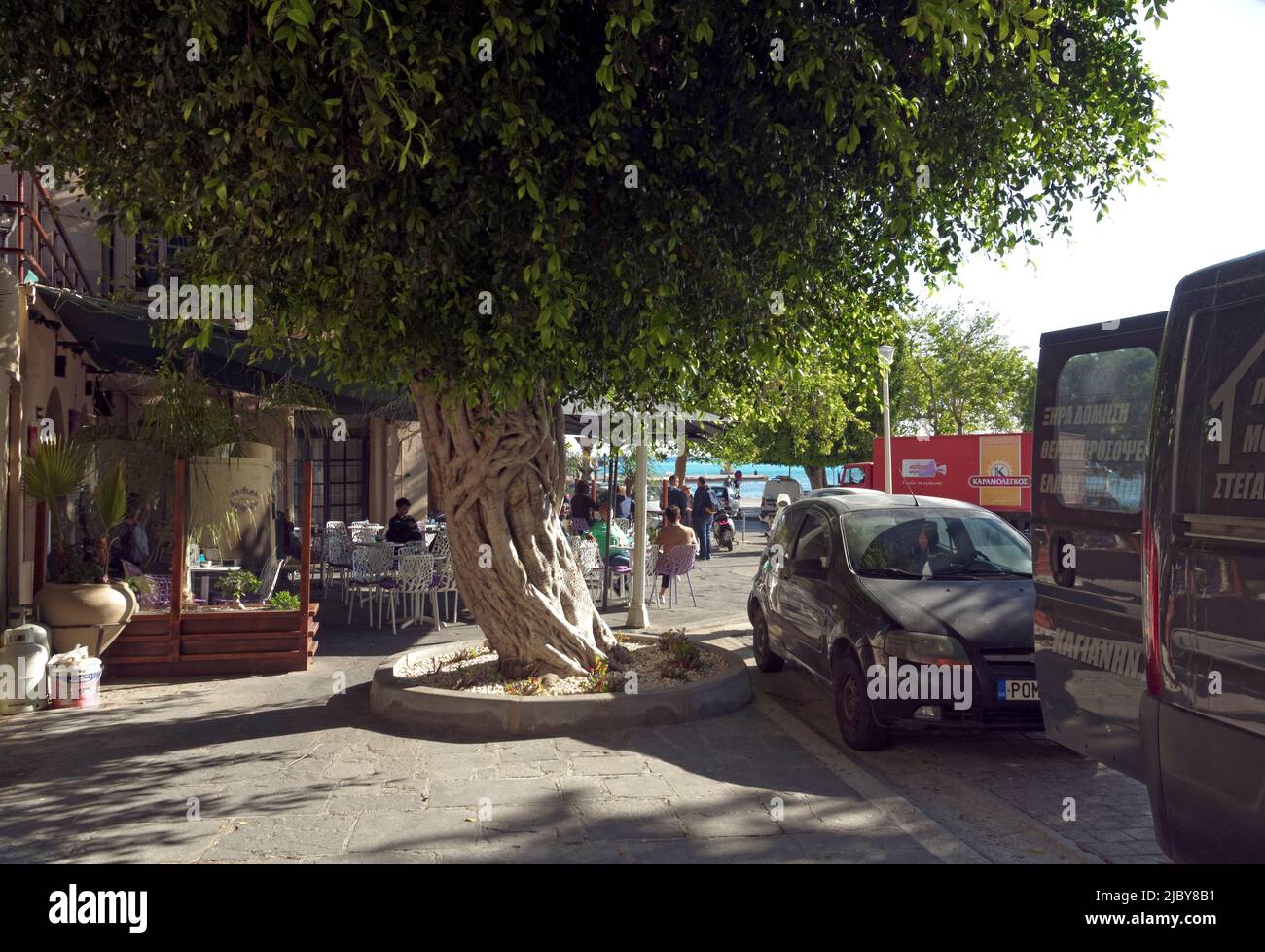 Beau arbre torsadé poussant à travers la chaussée donnant sur un petit café extérieur, ville de Rhodes, île de Rhodes, Grèce, Dodécanèse Banque D'Images