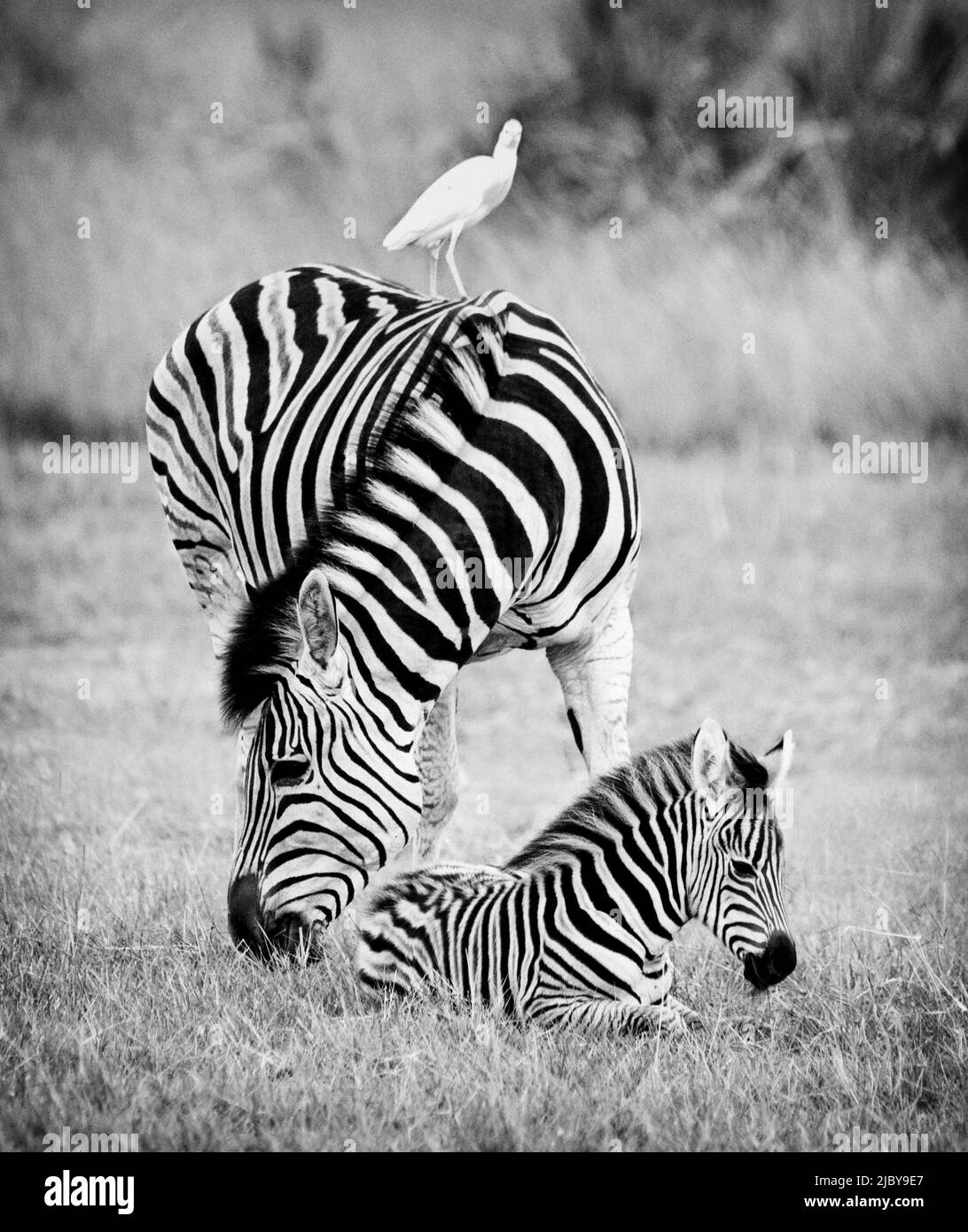 Zèbres (Equus quagga) en Afrique du Sud. Maman avec bébé Banque D'Images