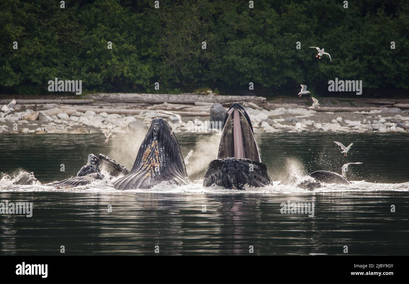 Les baleines à bosse (Megaptera novaeangliae) se nourrissent de filets à bulles Banque D'Images