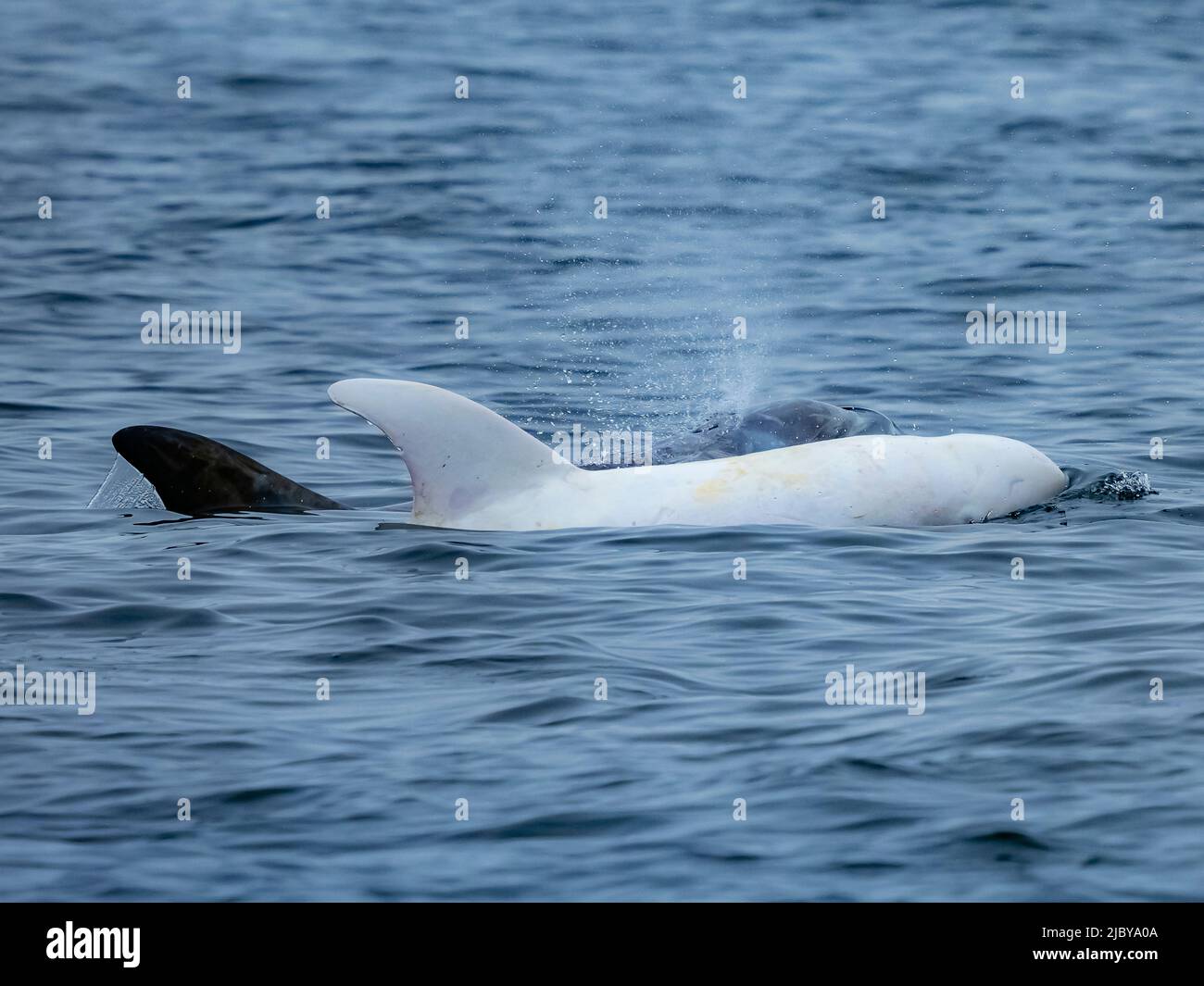 Observation dans la baie de Monterey, « Casper », dauphin Risso blanc ou lucitique (Grampus griseus), réserve marine nationale de la baie de Monterey, Océan Pacifique, Californie Banque D'Images