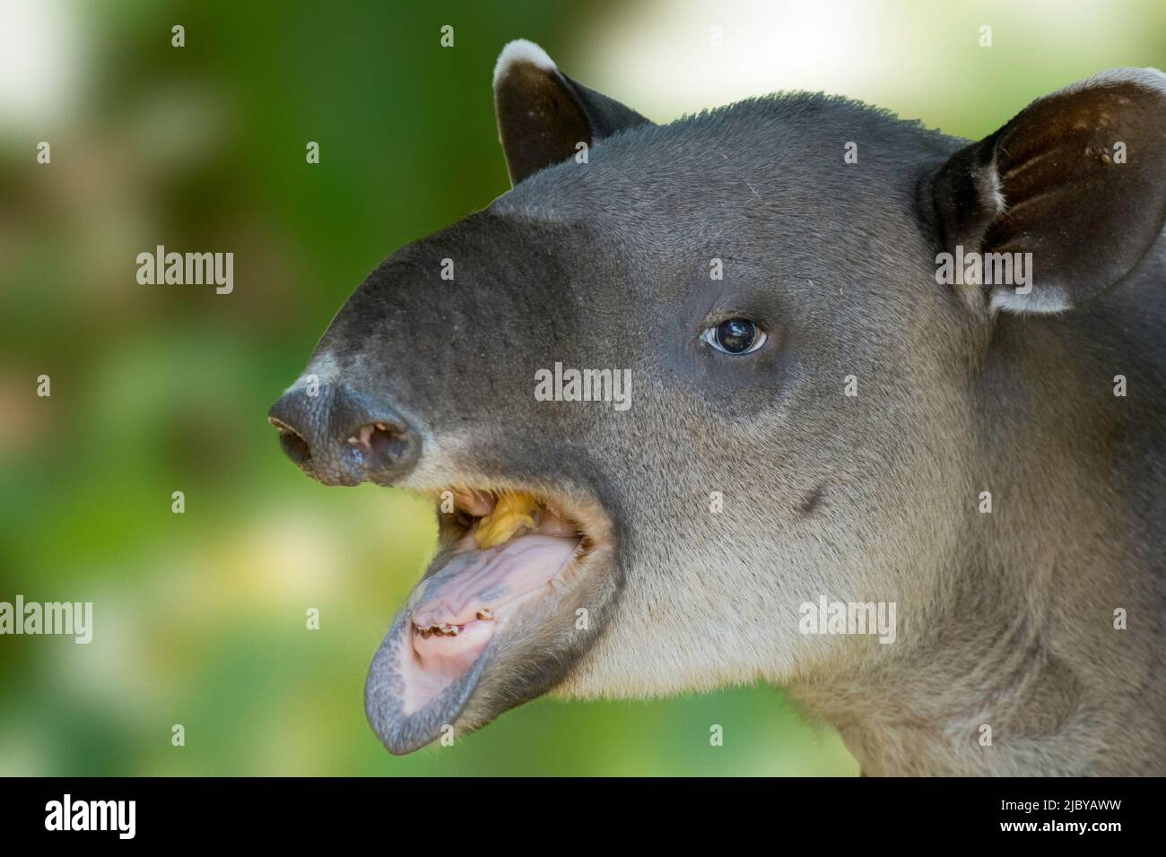 Un tapir géant doux mange des mangues au bord de la jungle Banque D'Images