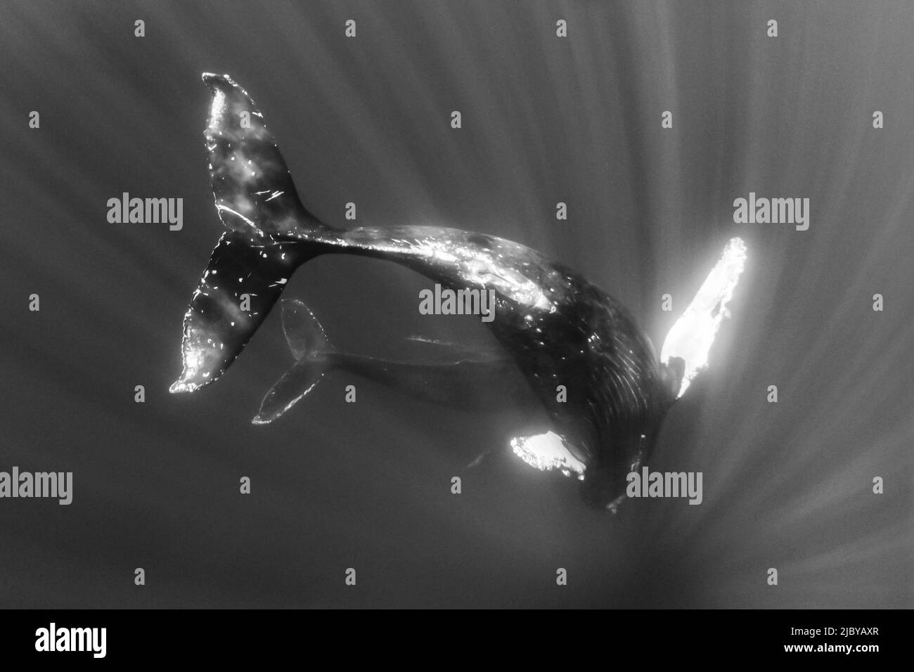 Noir et blanc, photo sous-marine, la baleine à bosse nageante (Megaptera novaeangliae) fait une approche étroite, Maui, Hawaii Banque D'Images