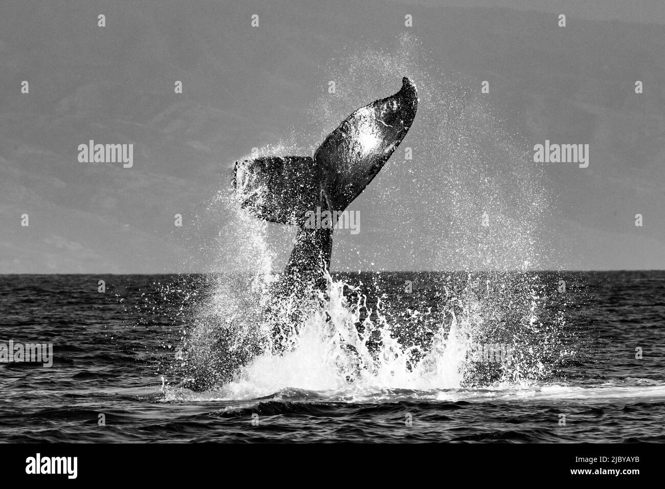 Whale Tale, la baleine à bosse (Megaptera novaeangliae) lève son fluke, Maui, Hawaii Banque D'Images
