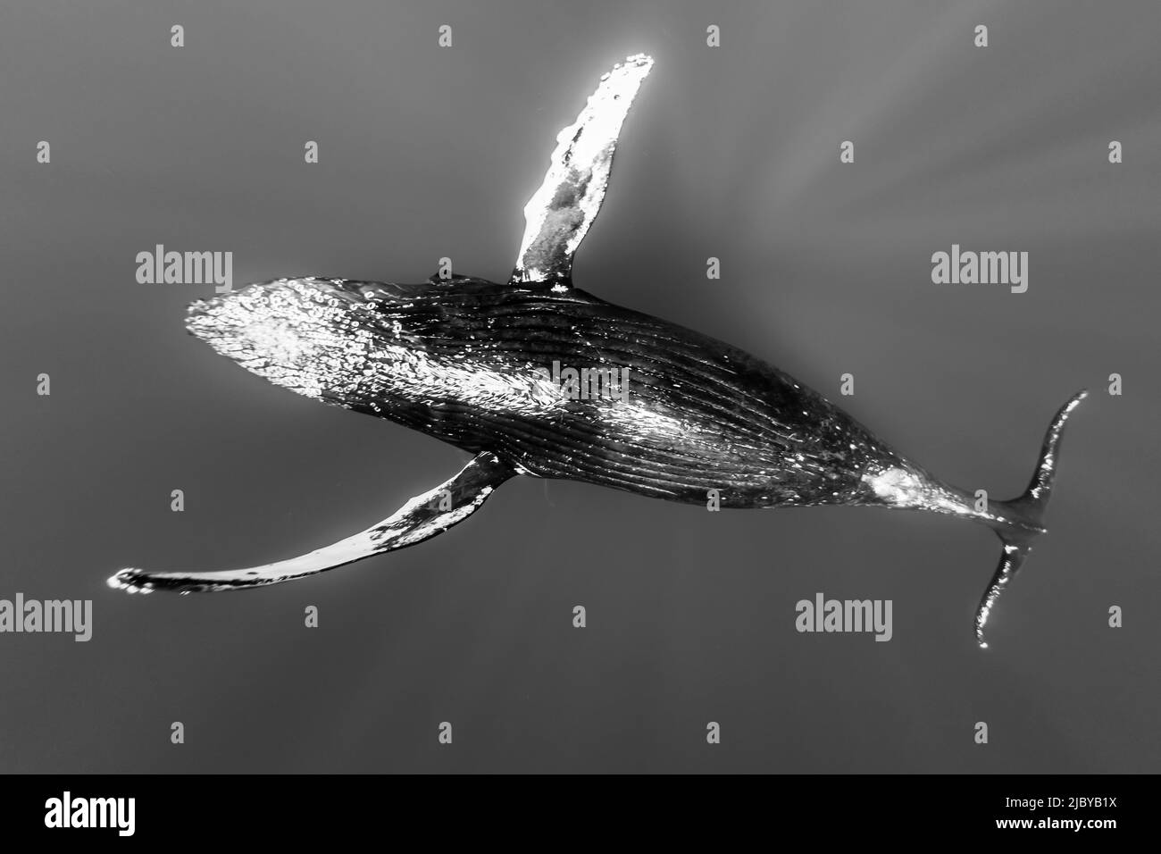 Photo sous-marine, baleine à bosse (Megaptera novaeangliae) en ascension des profondeurs, Maui, Hawaii Banque D'Images