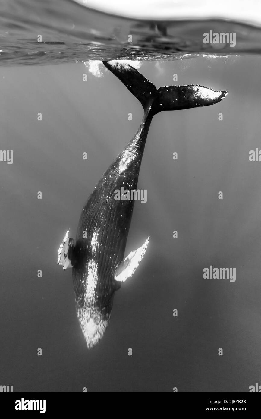 Photo sous-marine, baleine à bosse (Megaptera novaeangliae) plongée en profondeur, Maui, Hawaï Banque D'Images