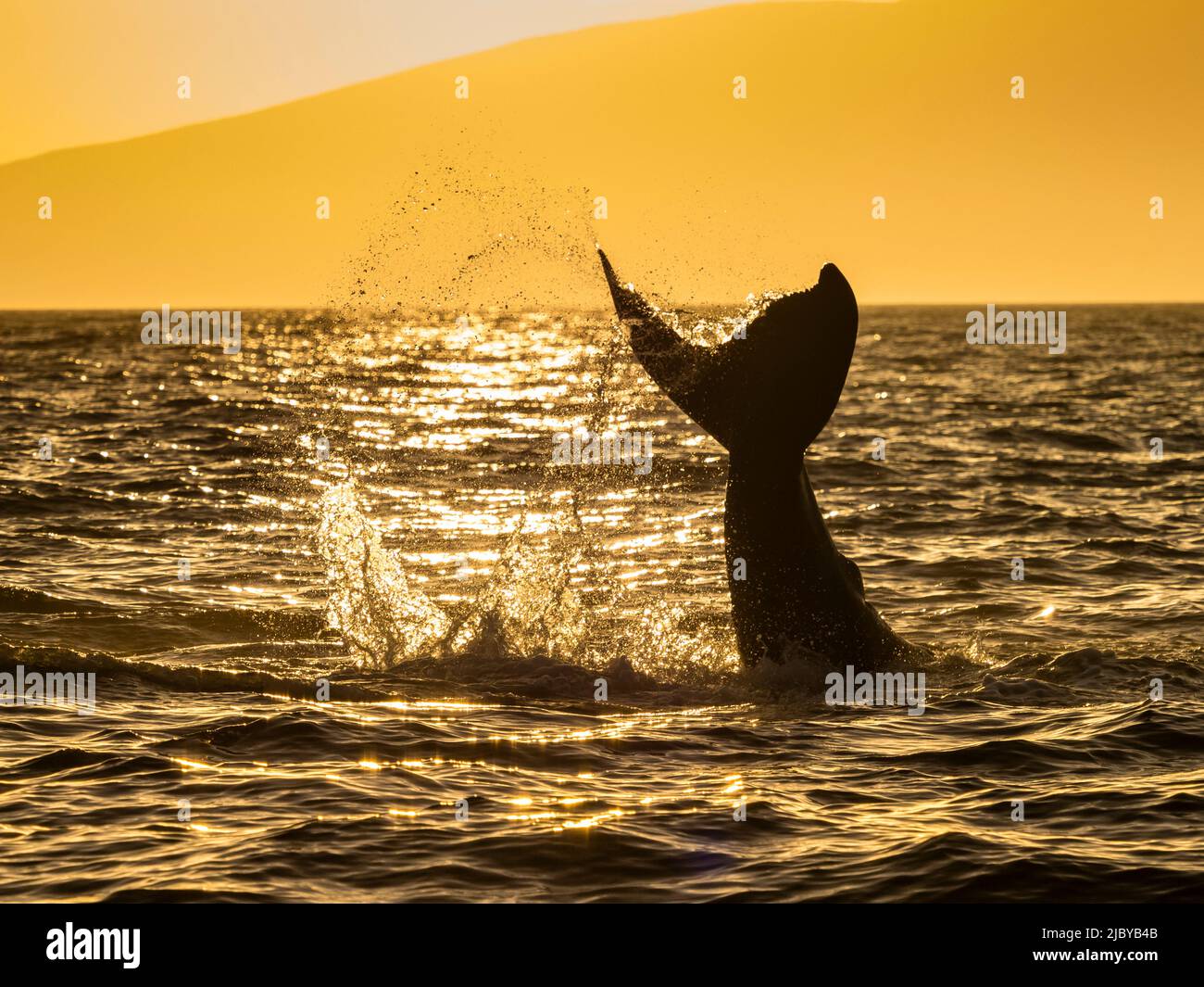 Le lob de conte, la baleine à bosse (Megaptera novaeangliae) lève son fluke au coucher du soleil, à Maui, à Hawaï Banque D'Images