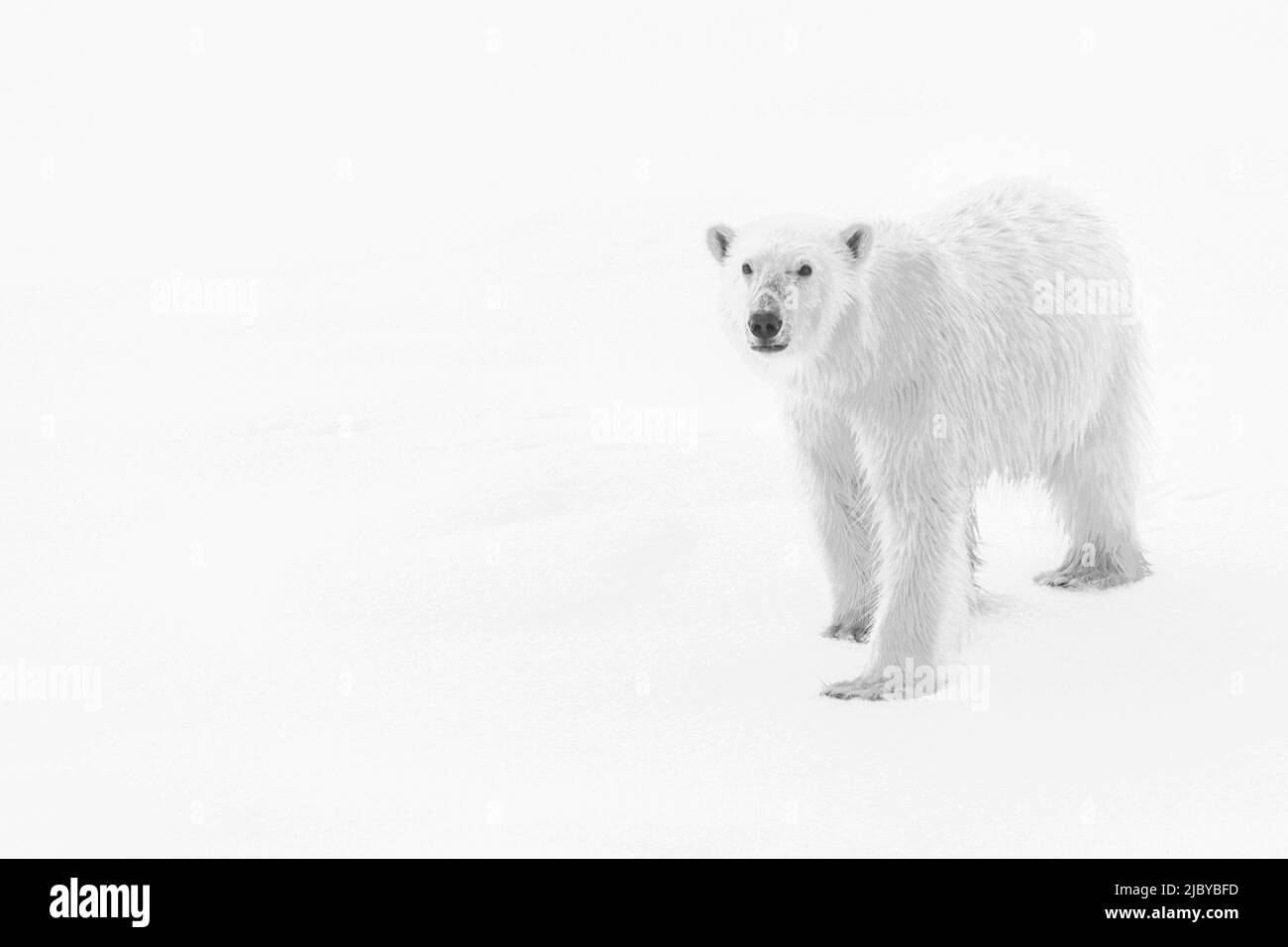 High Key, Noir et blanc, Ours polaire (Ursus maritimus) sur la banquise, Océan Arctique, détroit d'Hinloway, Svalbard, Norvège Banque D'Images