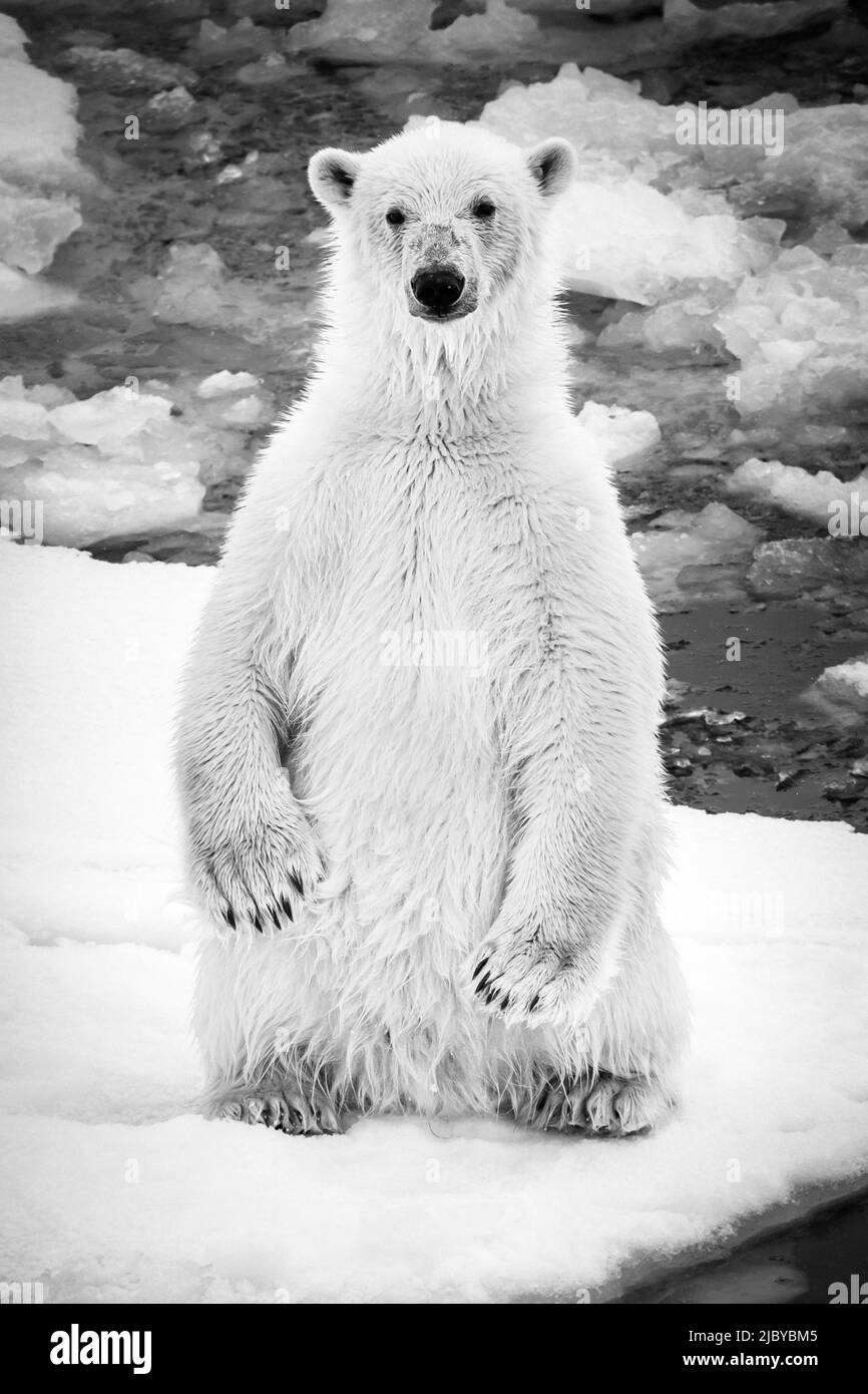 Spitsbergen, Océan Arctique, Svalbard, Norvège Banque D'Images