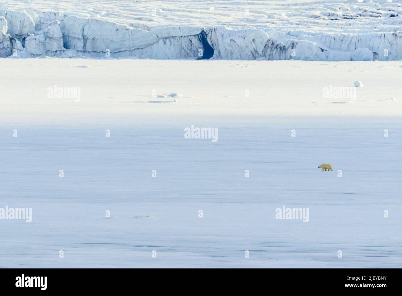 Scale, Polar Bear Crossing Pack Ice, Spitsbergen, Océan Arctique, Svalbard, Norvège Banque D'Images