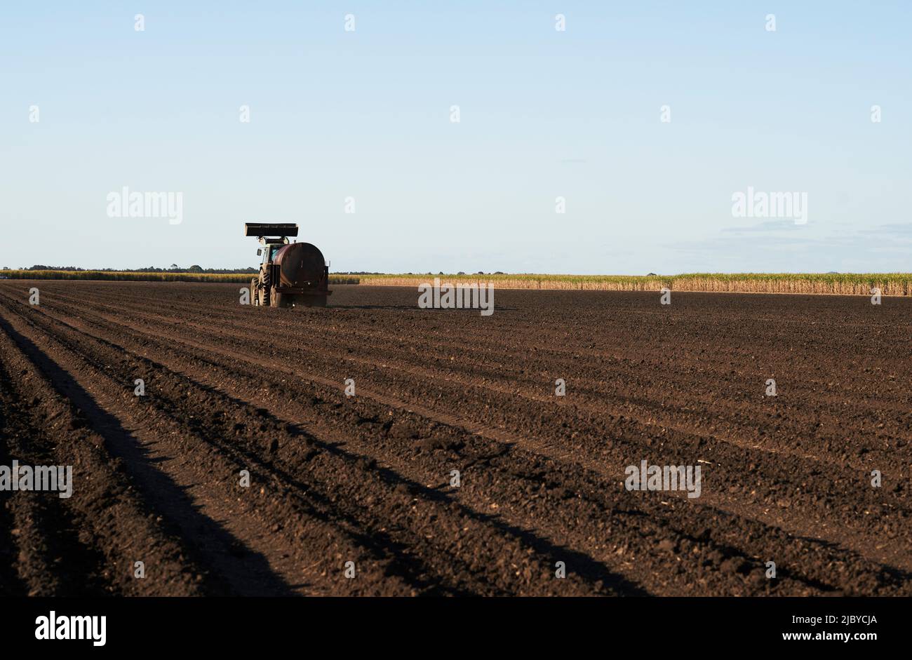 Tracteur préparant des rangées de sol pour la plantation de jeunes plants de canne à sucre Banque D'Images