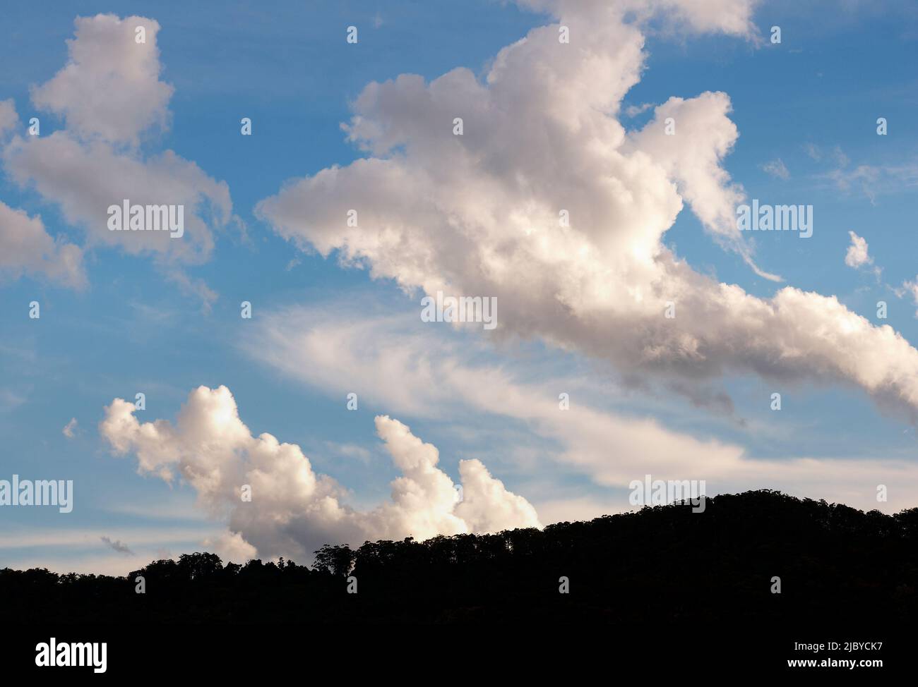 Nuages dans le ciel bleu au-dessus de la cime des arbres Banque D'Images