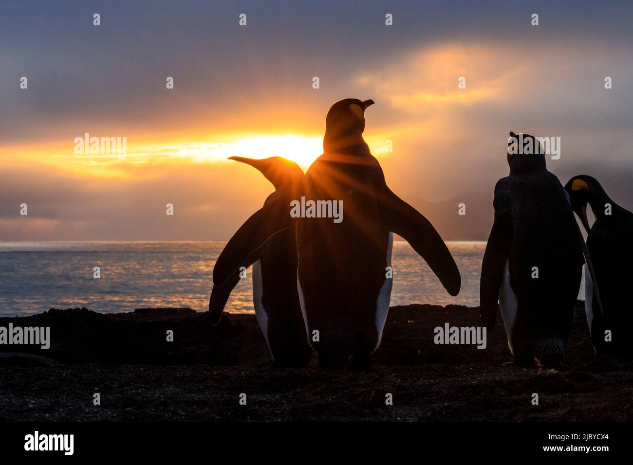 Le soleil raye avec les pingouins du roi (Aptenodytes patagonicus), à la baie de St. Andrews, en Géorgie du Sud Banque D'Images
