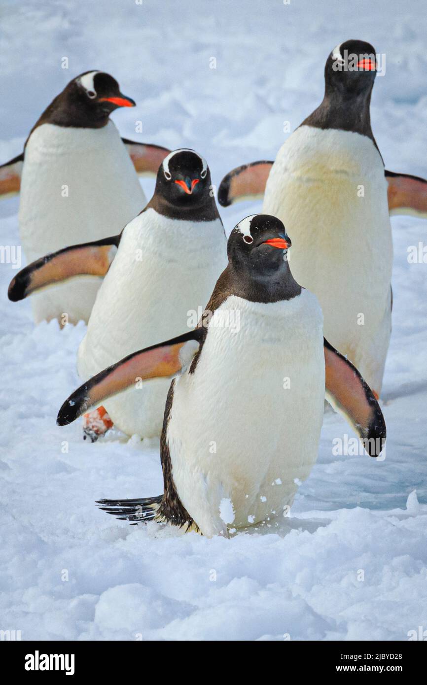 Gentoo Penguins (Pygoscelis papouasie) en train de morceler sur la glace en pack dans le chenal Lemaire, Antarctique Banque D'Images