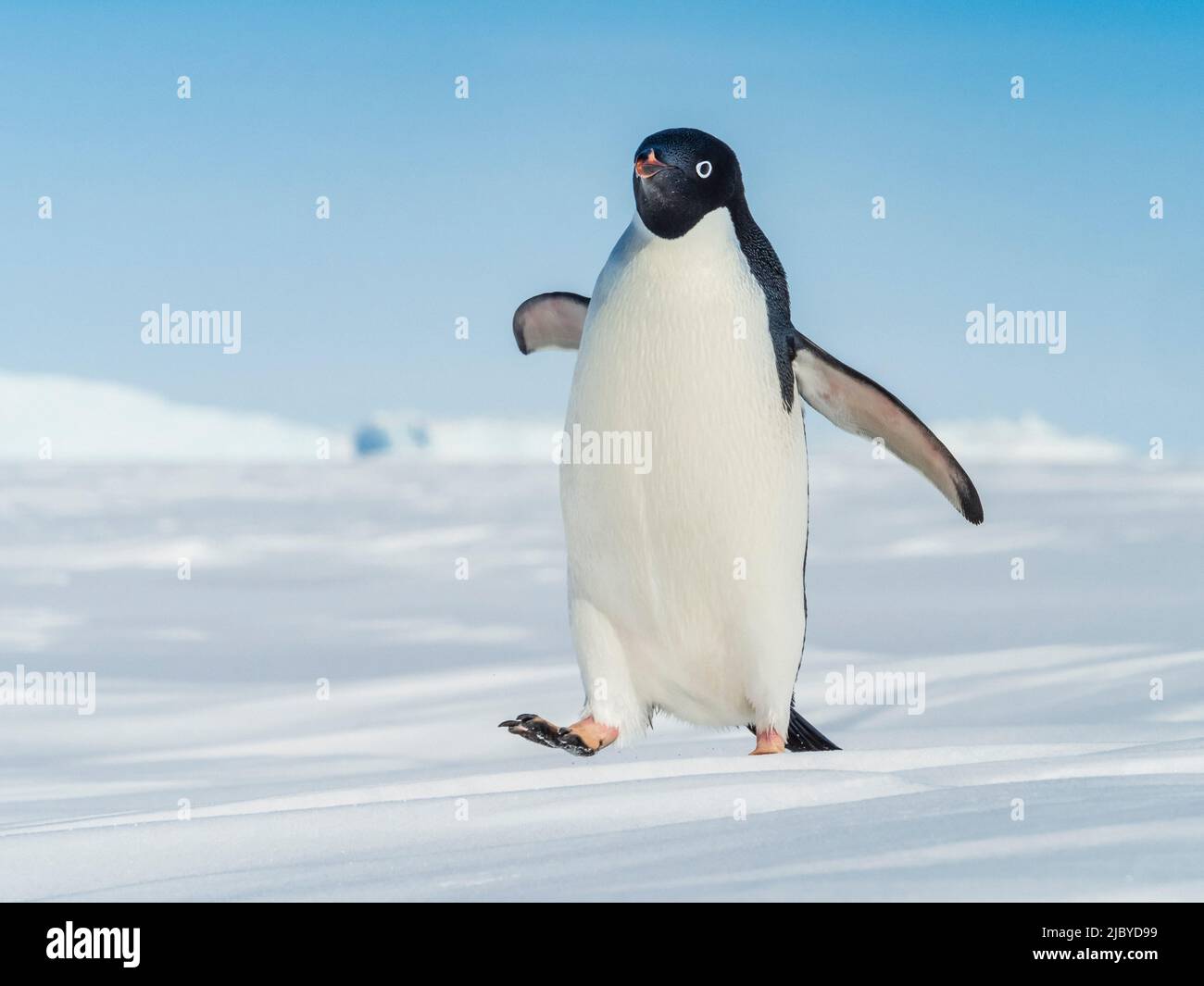 Manchot d'Adelie (Pygoscelis adeliae) marchant sur la banquise, mer de Weddell, Antarctique Banque D'Images