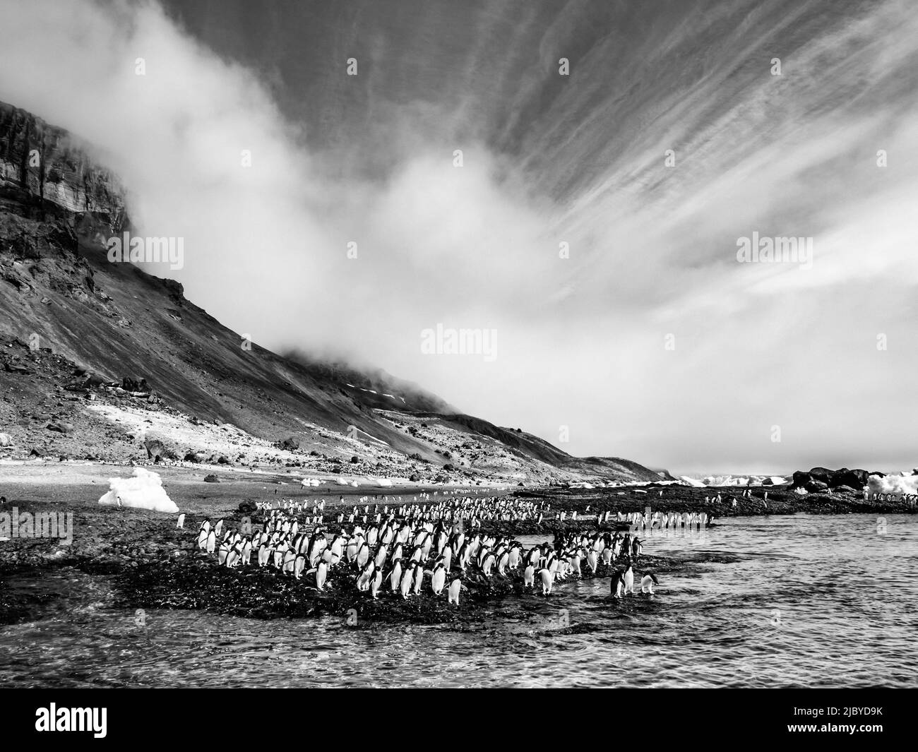 Noir et blanc, nuages au-dessus des falaises de Brown Bluff alors que les pingouins d'Adlie (Pygoscelis adeliae) se dressent le long du rivage, l'Antarctique Banque D'Images