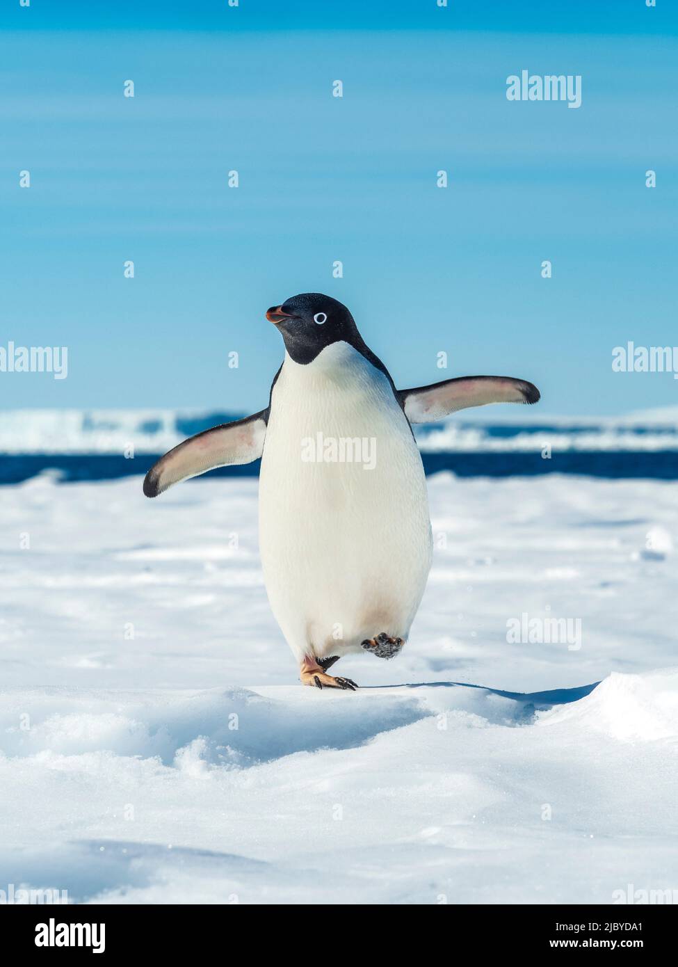 Manchot d'Adelie (Pygoscelis adeliae) marchant sur la banquise, mer de Weddell, Antarctique Banque D'Images
