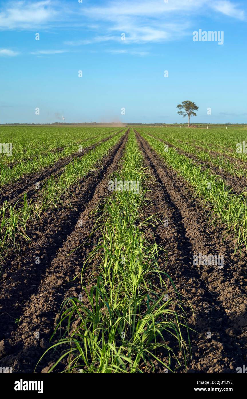 Des rangées de jeunes plants de canne à sucre qui poussent dans des plantations Banque D'Images