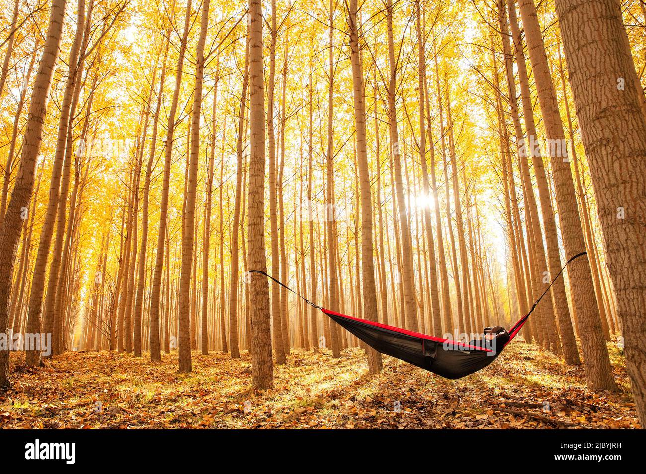 Homme relaxant dans un hamac seul dans les bois, entouré d'arbres aux couleurs vives de l'automne. Banque D'Images