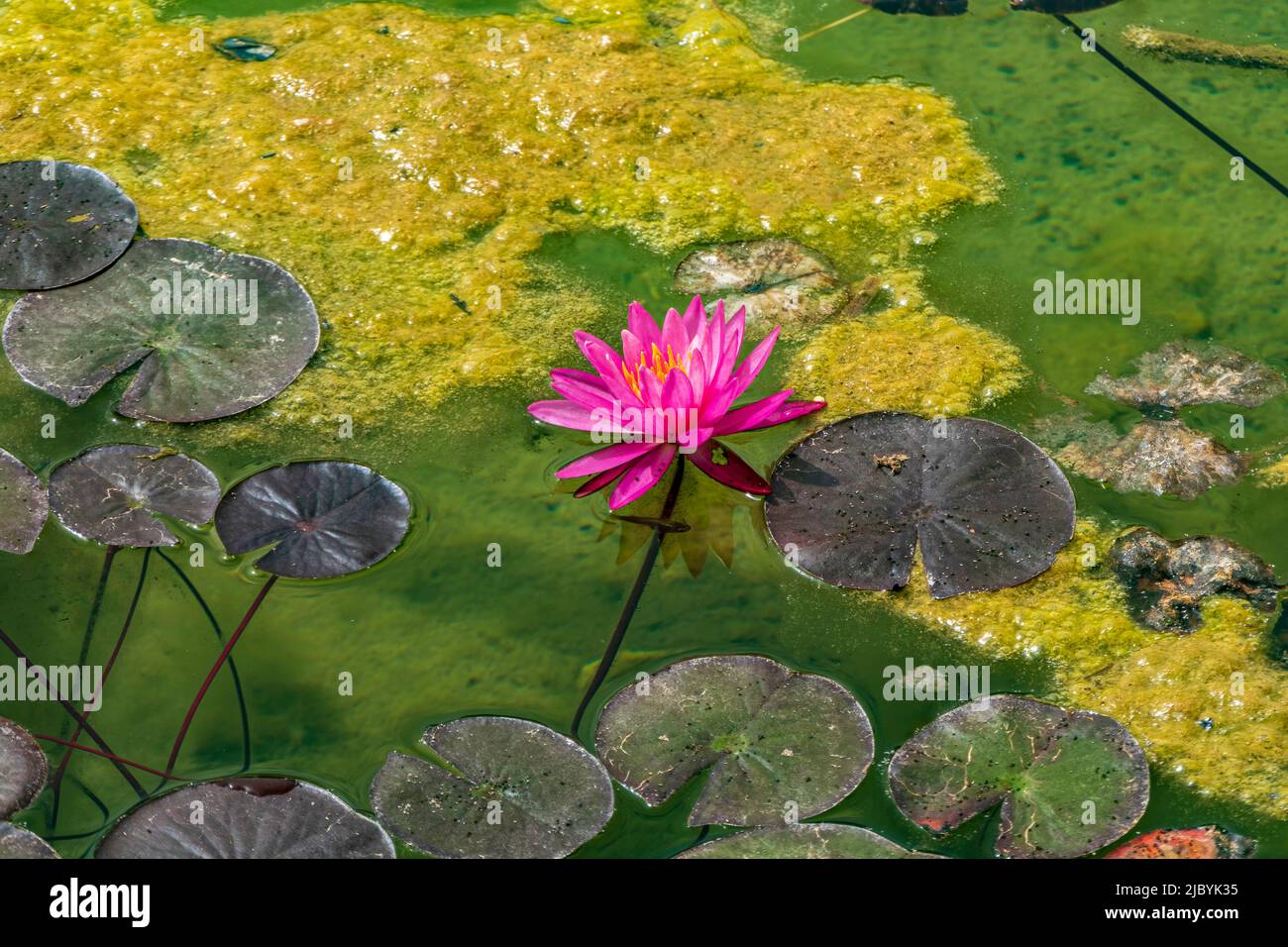 Fleurs roses de l'eau lys lotus parmi le feuillage sur la surface de l'eau de l'étang Banque D'Images