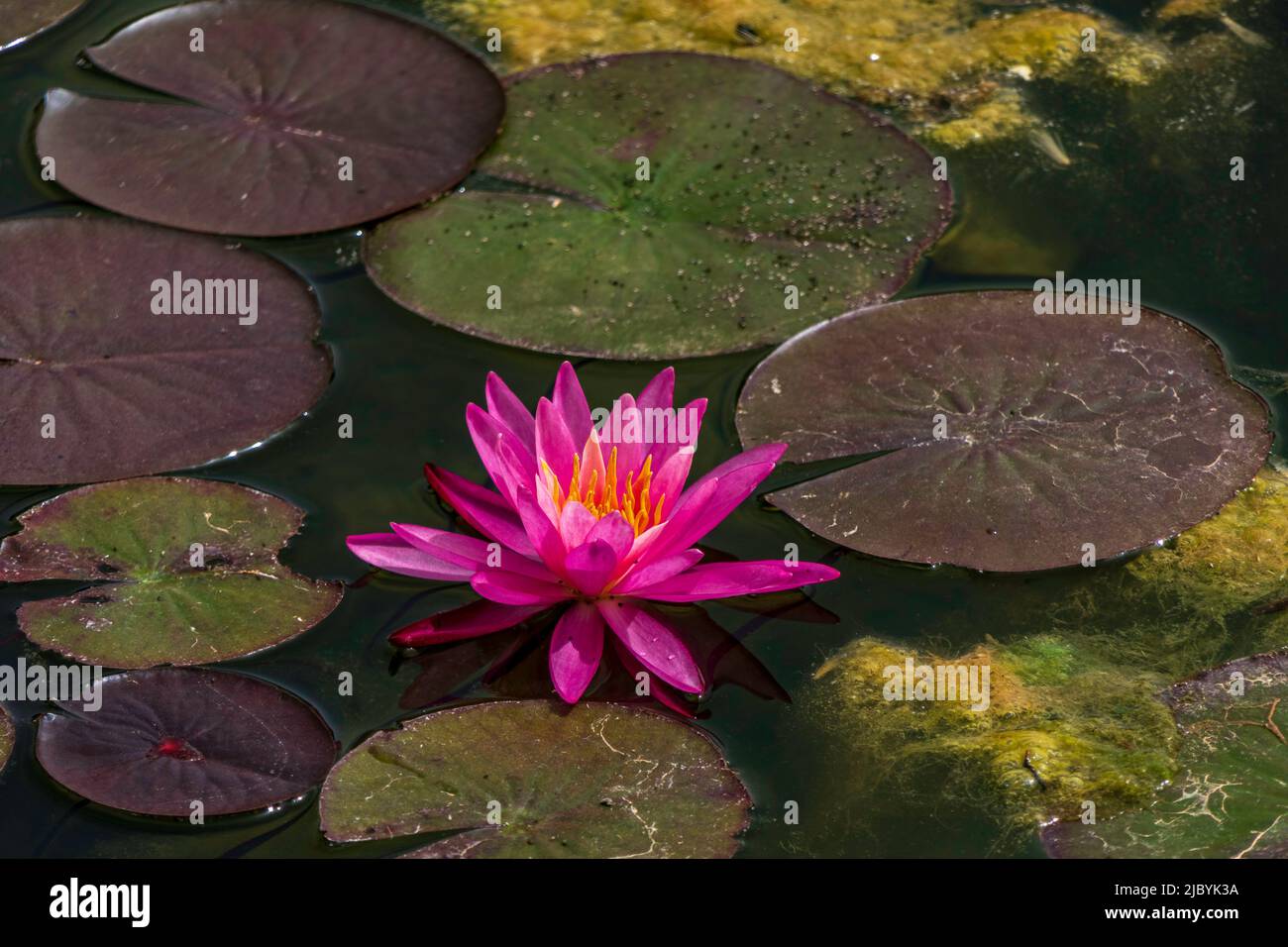 Fleurs roses de l'eau lys lotus parmi le feuillage sur la surface de l'eau de l'étang Banque D'Images