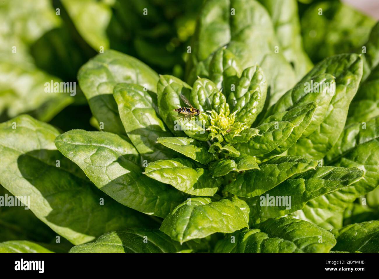 'Gigante d'inverno, géant de l'hiver' Spinach, Spenat (Spinacia oleracea) Banque D'Images