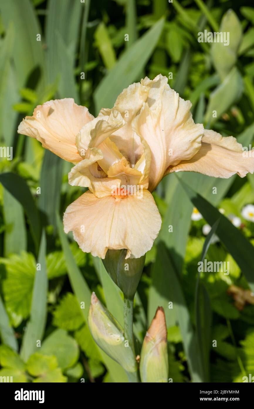 Grand iris à barbe « Edward of Windsor », Tyskiris (Iris germanica) Banque D'Images