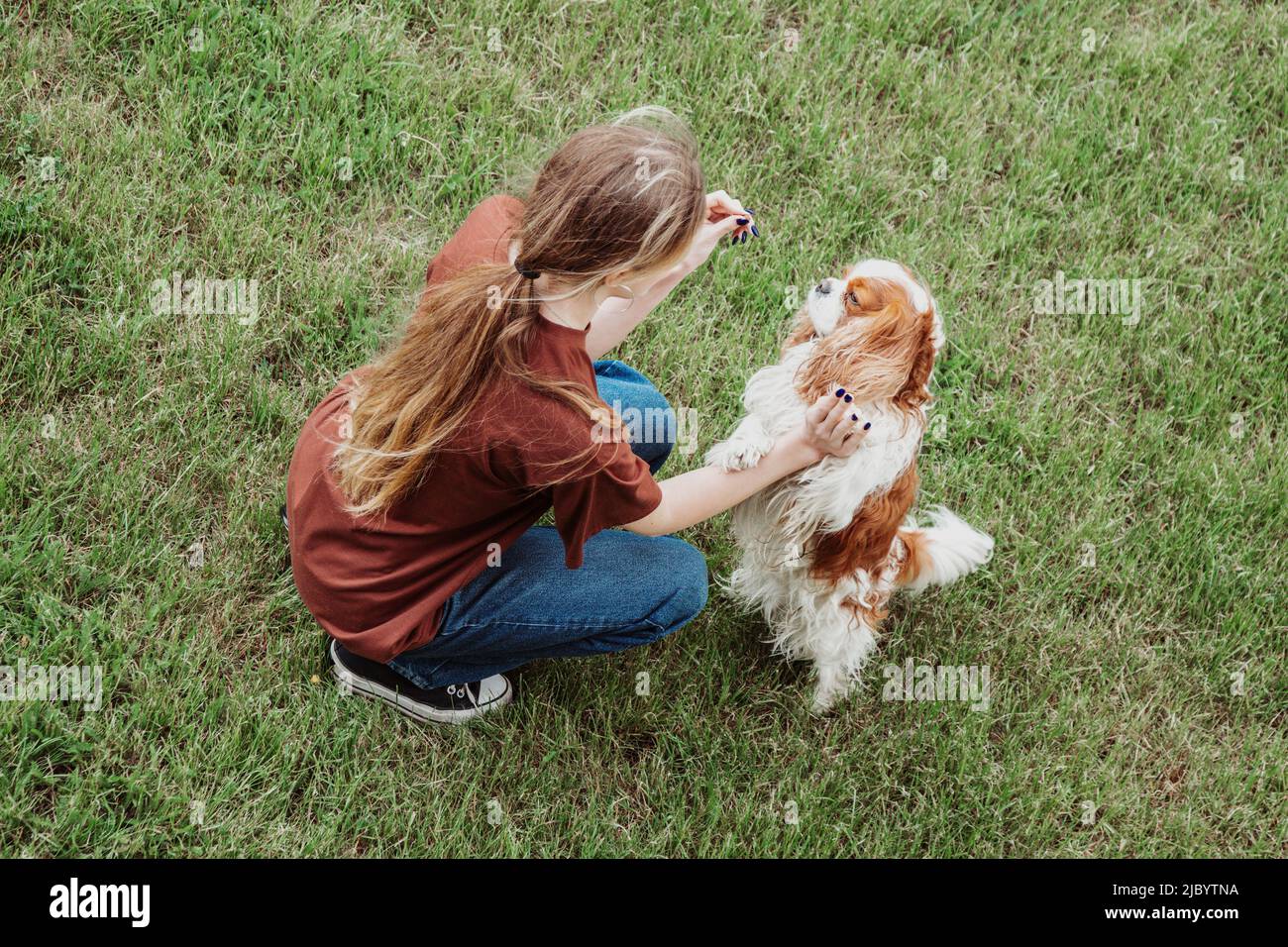 Femme propriétaire alimentation et entraînement de sport chien, compagnon cavalier King Charles spaniel dans le jardin vert ou parc à l'extérieur Banque D'Images