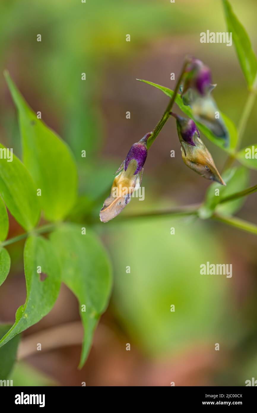 La fleur de Lathyrus vernus grandit dans les prairies Banque D'Images