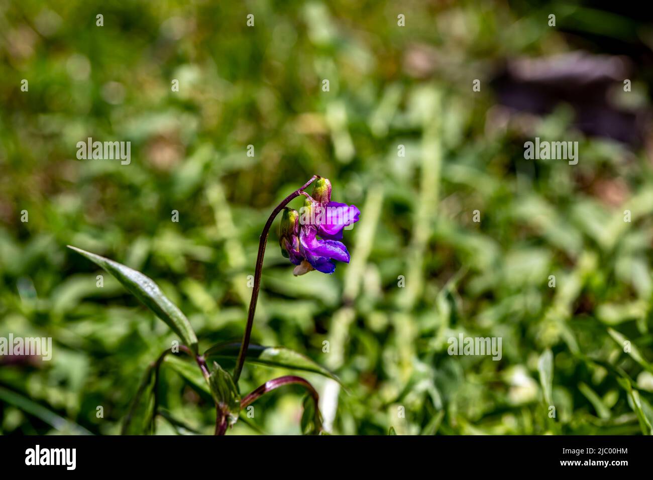 Lathyrus vernus fleur dans la prairie, gros plan Banque D'Images