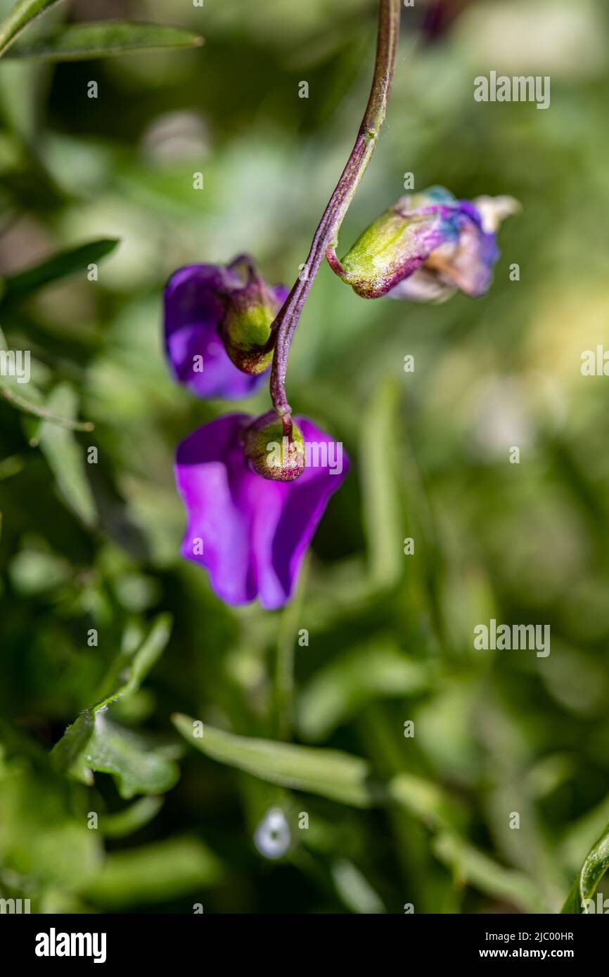 La fleur de Lathyrus vernus grandit dans le pré, en gros plan Banque D'Images