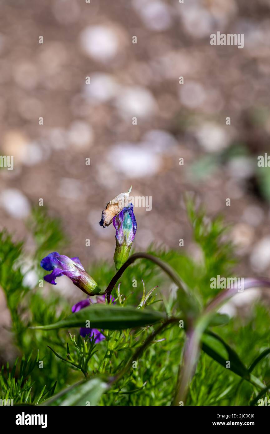 Lathyrus vernus fleurit dans le pré, pousse en gros plan Banque D'Images