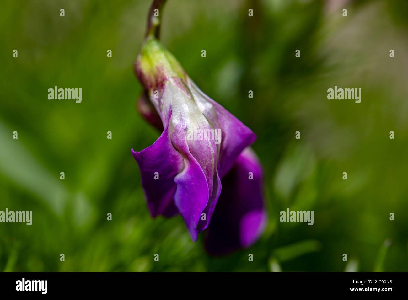 La fleur de Lathyrus vernus grandit dans les prés, pousse en gros plan Banque D'Images