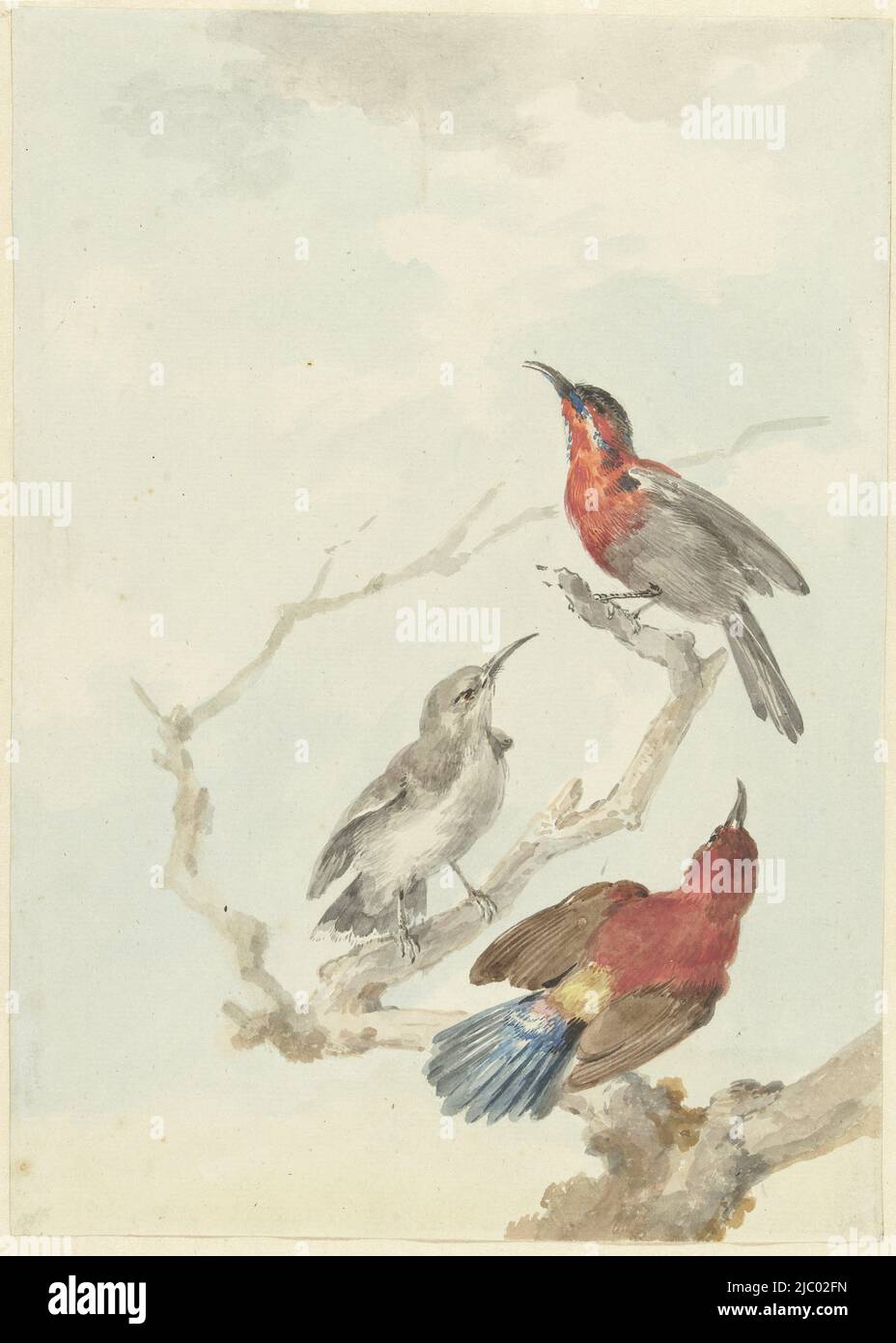 Trois Sunbirds cramoisi, Aert Schouman, 1780 ans, deux mâles et une femelle à revers jaune mielleux sur une branche., dessinateur: Aert Schouman, 1780 ans, papier, pinceau, h 273 mm × l 195 mm Banque D'Images