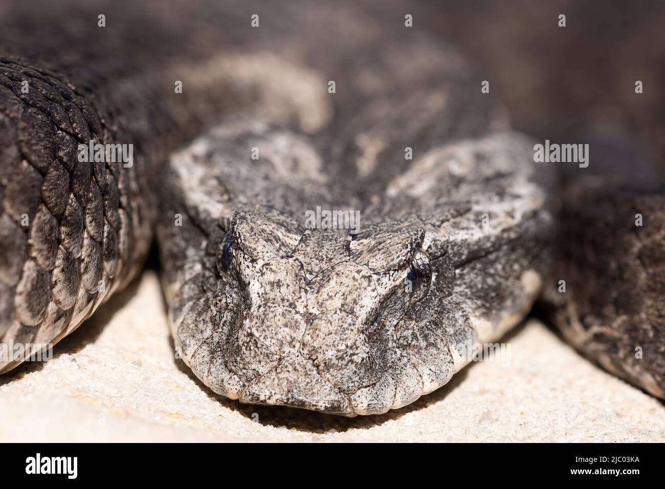 Gros plan de l'Adder australien de la mort commune (Acanthophis antarcticus) Banque D'Images