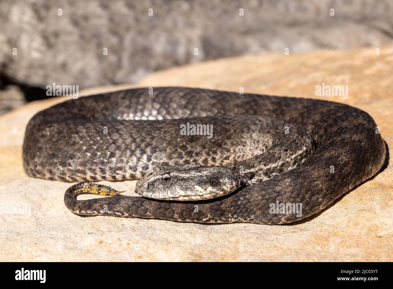 Adder australien de la mort commune montrant de l'attrait à la pointe de la queue (Acanthophis antarcticus) Banque D'Images