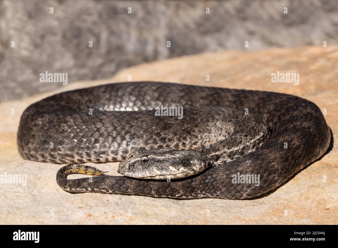 Adder australien de la mort commune montrant de l'attrait à la pointe de la queue (Acanthophis antarcticus) Banque D'Images