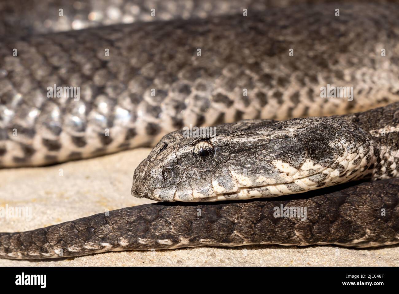 Adder australien de la mort commune (Acanthophis antarcticus) Banque D'Images