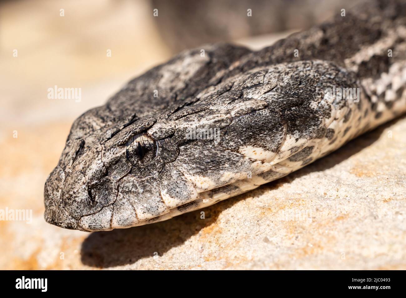 Gros plan de l'Adder australien de la mort commune (Acanthophis antarcticus) Banque D'Images