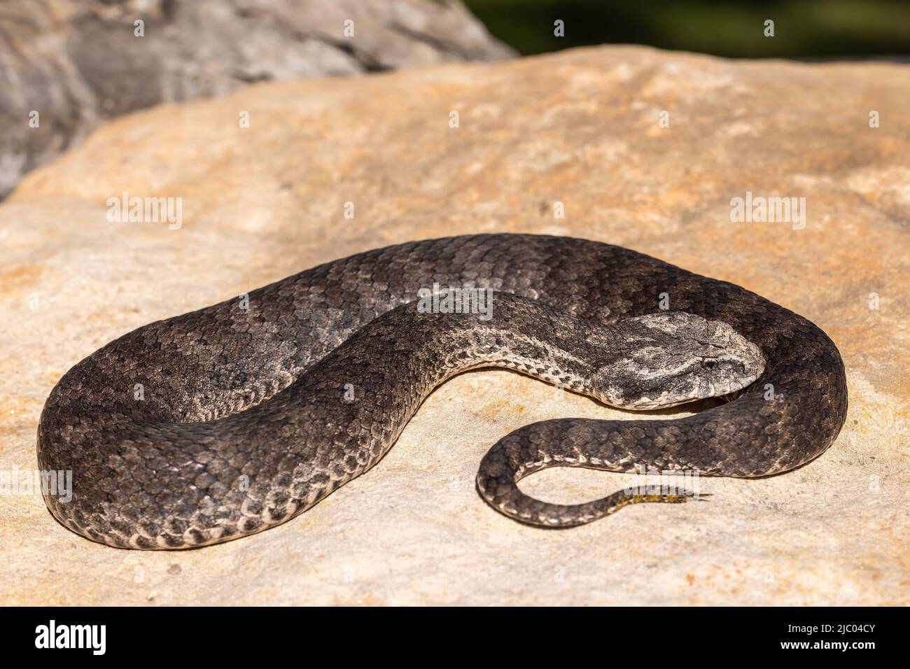 Adder australien de la mort commune montrant de l'attrait à la pointe de la queue (Acanthophis antarcticus) Banque D'Images