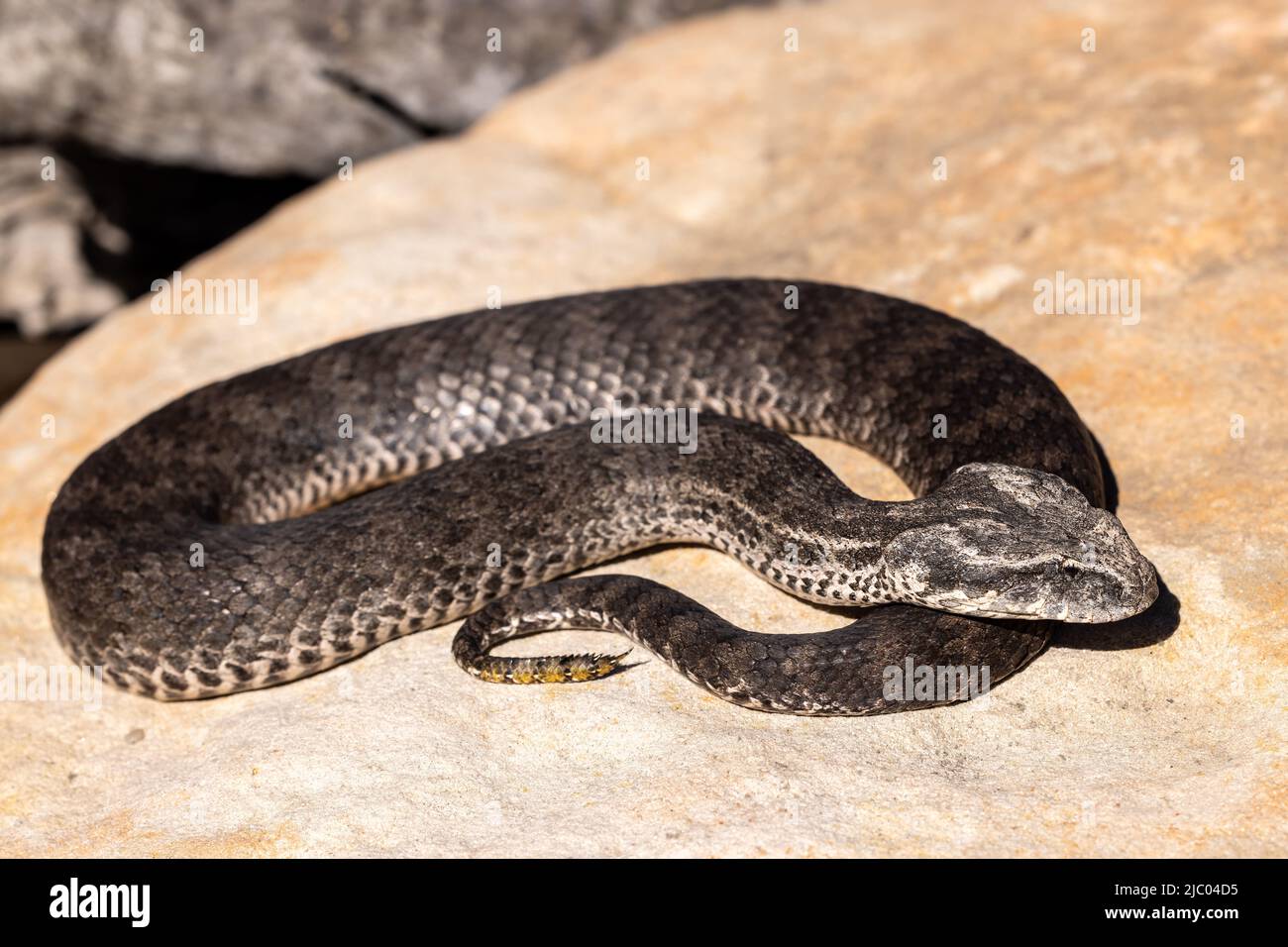 Adder australien de la mort commune montrant de l'attrait à la pointe de la queue (Acanthophis antarcticus) Banque D'Images